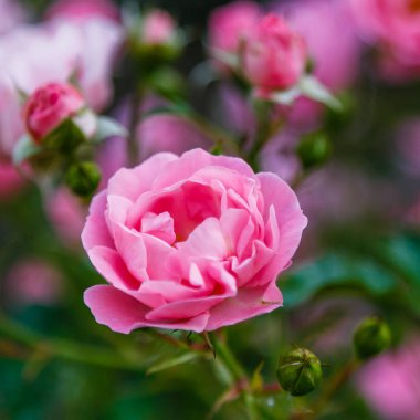 Parlak pembe güller, çiçek açan çalılar.