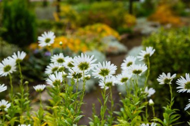 Leucanthemella serotina yaz bahçesinde