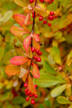 Berberi çalıları olgunlaşmış kırmızı meyvelerle