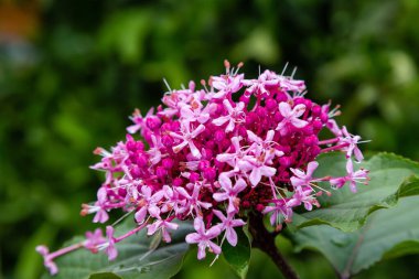 Clerodendrum bungei, çiçek açan çiçeklerin yakın görüntüsü.