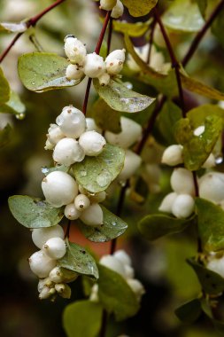Symphoricarpos albusunun yakın görüntüsü