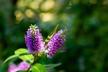 Hebe Specosa 'nın ayrıntılı görünümü