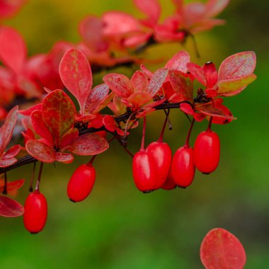 Berberi çalıları olgunlaşmış kırmızı meyvelerle