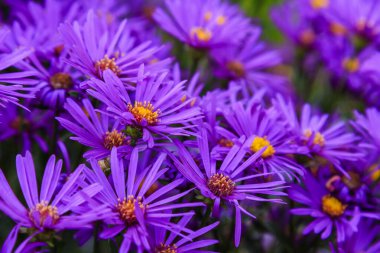 Parlak çiçek açan yıldızların yakın görüntüsü