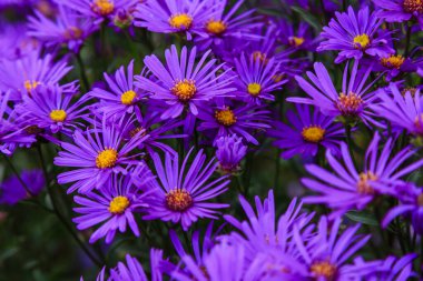 Parlak çiçek açan yıldızların yakın görüntüsü