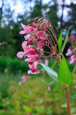 Açan pembe Impatiens Glandulifera, yakın plan..