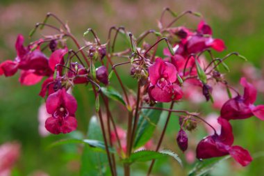 Açan pembe Impatiens Glandulifera, yakın plan..
