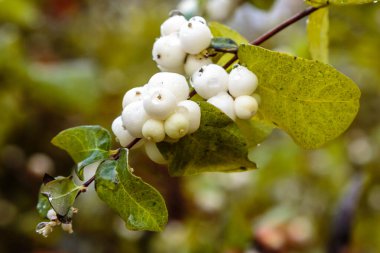 Symphoricarpos albusunun yakın görüntüsü