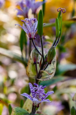 Ormanda yetişen hassas Tricyrtis çiçekleri