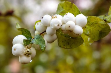 Symphoricarpos albusunun yakın görüntüsü