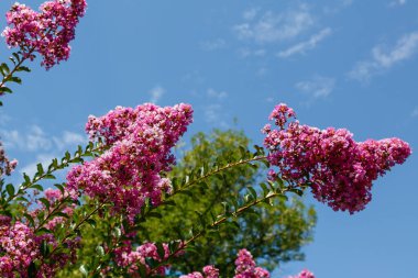 Lagerstroemia çiçekleri dışarıda yetişiyor.