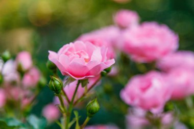 Parlak pembe güller, çiçek açan çalılar.