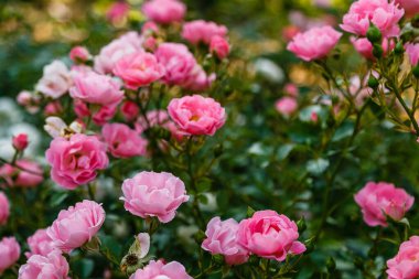 Parlak pembe güller, çiçek açan çalılar.