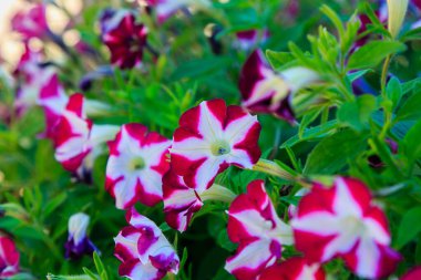 Parlak petunya çiçekleri çalısı