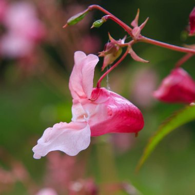 Açan pembe Impatiens Glandulifera, yakın plan..