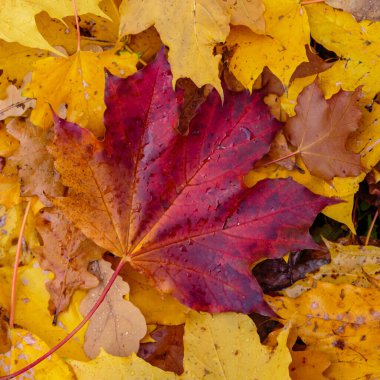 Zemin renkli sonbahar yapraklarıyla kaplı.