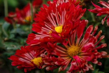 Parlak çiçek açan kasımpatılar, yakın plan.