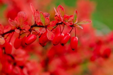 Berberi çalıları olgunlaşmış kırmızı meyvelerle