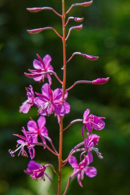 Açan Chamaenerion angustifolium, yakın plan..