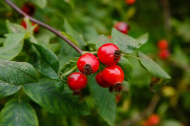 Otobüste olgunlaşan gül üzümleri