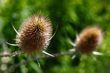 Dipsacus laciniatus 'un detaylı görünümü