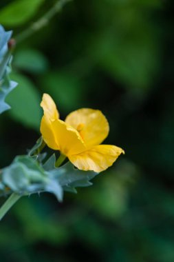 Çiçekli Glaucium Flavum, yakın plan..