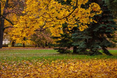 Renkli, parlak yapraklı sonbahar parkı