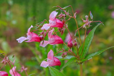 Açan pembe Impatiens Glandulifera, yakın plan..