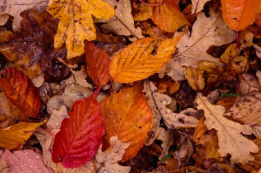 Zemin renkli sonbahar yapraklarıyla kaplı.