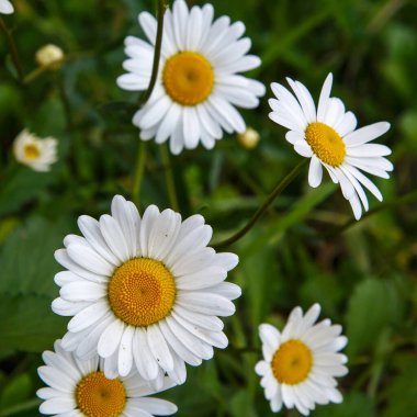 Çiçek açan papatyalar, bulanık yeşil arka plan.
