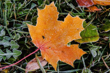 Buzla kaplı sonbahar yapraklarının ayrıntılı görünümü