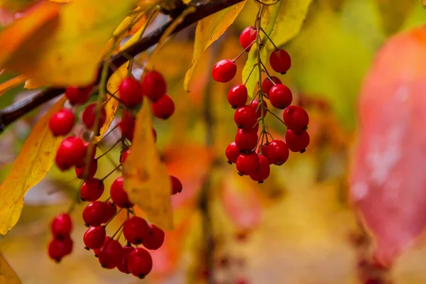 Berberi Çalıları Olgunlaşmış Kırmızı Meyvelerle — Stok fotoğraf