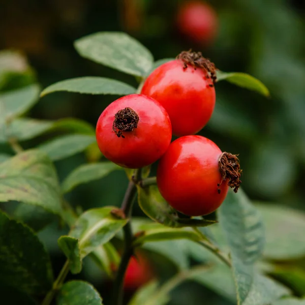 Rosehip Berries Ripening Bus — ストック写真