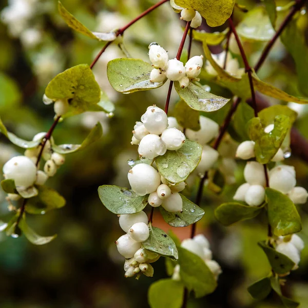 Vista Perto Symphoricarpos Albus — Fotografia de Stock