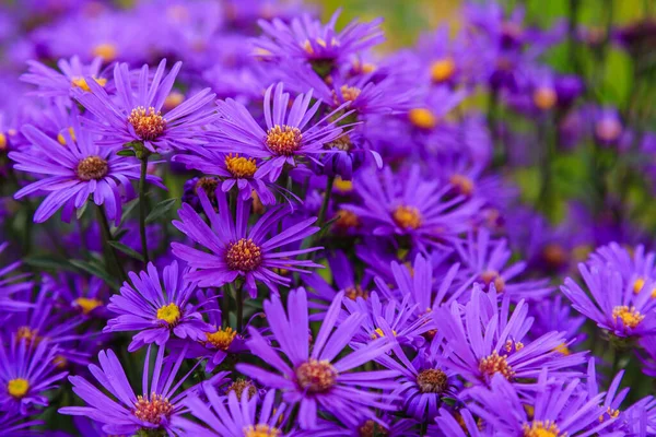 Dichtbij Zicht Van Heldere Bloeiende Asters — Stockfoto