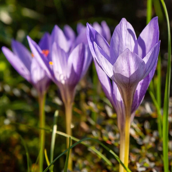 Kwitnące Purpurowe Kwiaty Croci — Zdjęcie stockowe