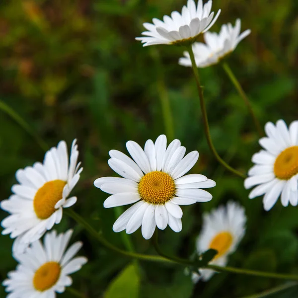 Field Blooming Daisies Blurred Green Background — Stock Photo, Image