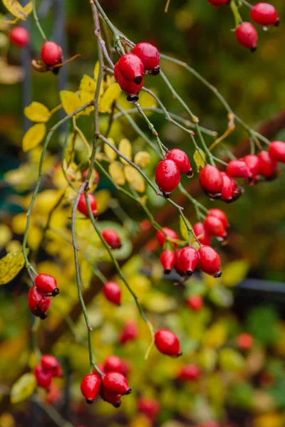 Bush Rosehip Amadurecimento Close — Fotografia de Stock