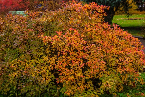 Herbstlicher Park Mit Hellem Laub — Stockfoto
