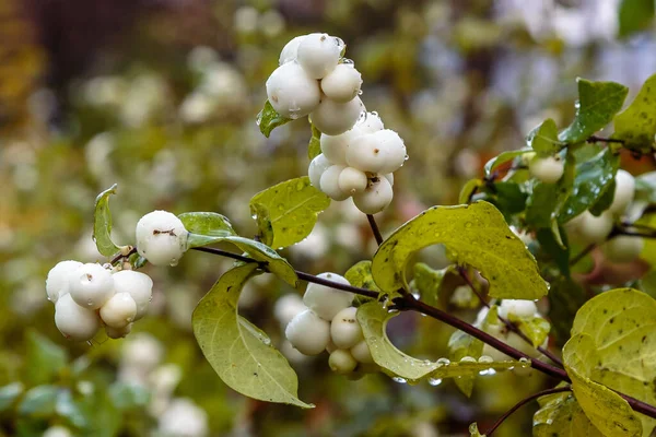 Symphoricarpos Albusunun Yakın Görüntüsü — Stok fotoğraf