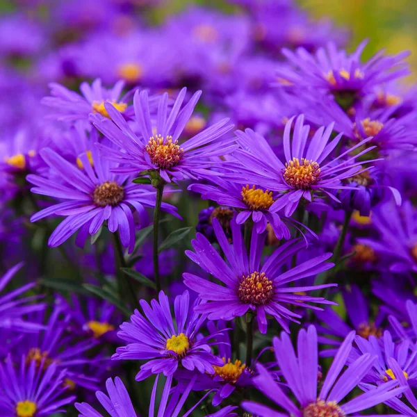 Close View Bright Blooming Asters — Stock Photo, Image