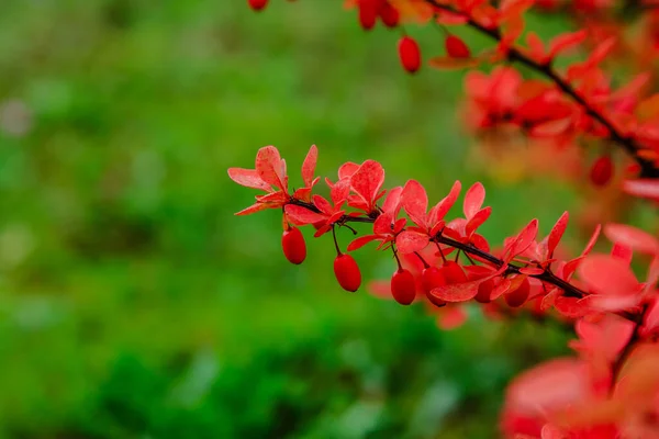 Berberis Struik Met Rijpende Rode Bessen — Stockfoto