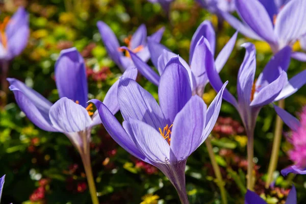 Blooming Purple Croci Flowers — Stock Photo, Image