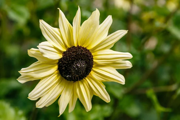 Primer Plano Helianthus Annuus Valentine — Foto de Stock