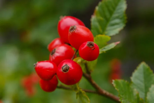 Otobüste olgunlaşan gül üzümleri