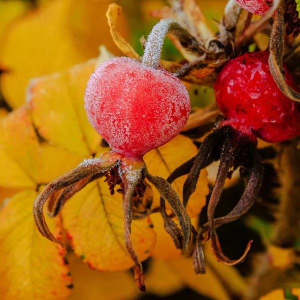 Bush Rosehip Amadurecimento Close — Fotografia de Stock