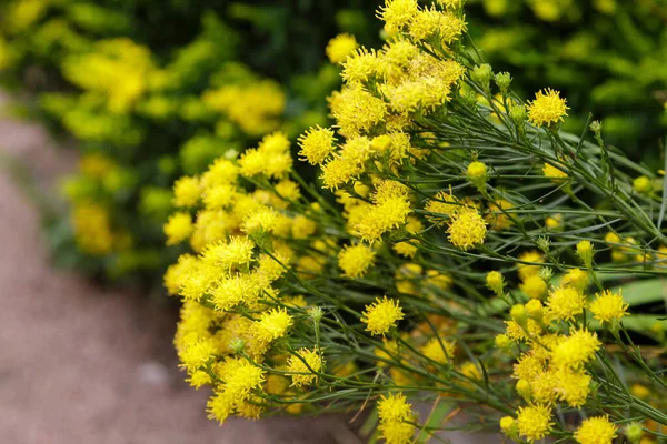 Flores Amarelas Brilhantes Galatela Linosyris — Fotografia de Stock