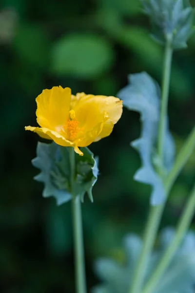 Virágzó Glaucium Aroma Közelkép — Stock Fotó