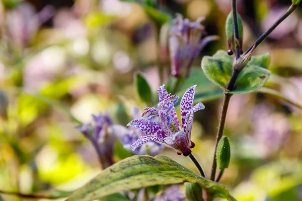 Tender Tricyrtis Flowers Growing Forest — Stock Photo, Image