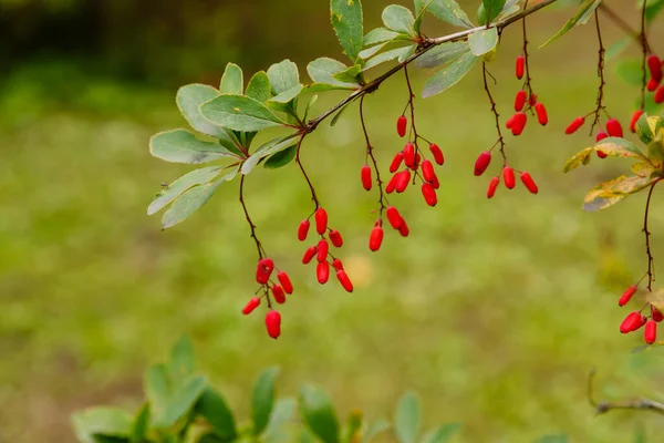 Berberis Bush Ripening Red Berries — Stock Photo, Image